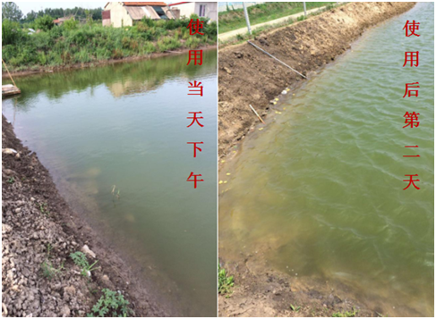 肥水困難、藻類(lèi)缺乏處理前后效果